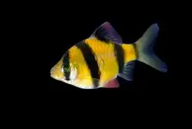 GloFish, Sunburst Orange Barb